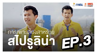 การเพาะเลี้ยงสาหร่ายสไปรูลิน่า EP.3