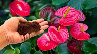 Please do this urgently! Anthurium will bloom like crazy and produce lots of roots