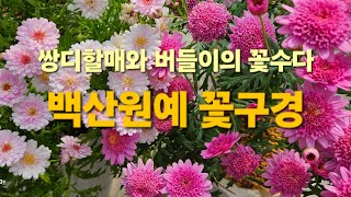 #쌍디할매와 버들이와 꽃수다#백산원예#러시아제라늄#중국제라륨#한국제라늄#유럽제라륨#일본목마가렛#사랑초##야생화