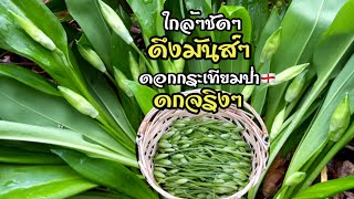 ยืนงง!ในดงกระเทียมป่า😁 ดึงดอก อ่อนๆ ตูมๆ ฟินๆ มันส์ๆ สุดยอดจ้า😃 Wild Garlic🏴󠁧󠁢󠁥󠁮󠁧󠁿