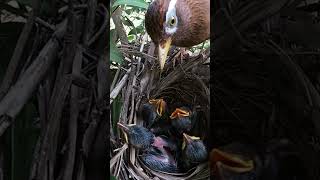 画眉鸟夫妇养育它们的四个孩子 EP35｜The Chinese Hwamei couple is raising their four chicks #birds #nature