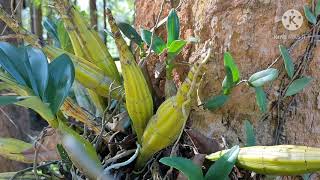 Wild orchids in Thailand เอื้องคำ ที่ภูหลวง Dendrobium  chrysotoxum Lindl.