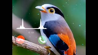 cute bird ringtone