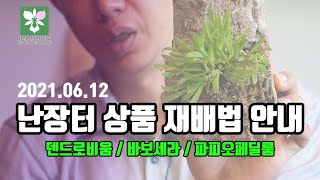 난장터 상품(210612) 재배법 알려드립니다! 덴드로비움 2종류, 바보세라 쿠쿠라타, 파피오페딜룸 핑크 스카이 - 이원난의 난장터 재배법