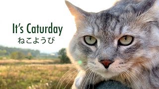 Caturday with Cat HAL! / 猫とお出かけ土曜日