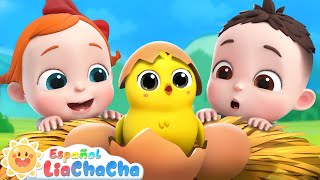 Pollito, Dónde Estás | Familia Dedo | LiaChaCha en Español - Canciones Infantiles