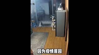 收养一只流浪猫，为报恩连续两个月叼来老鼠，完全颠覆了众人认知 #008