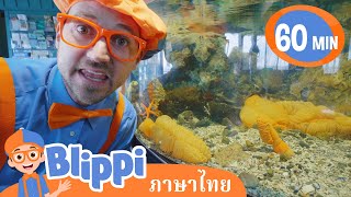 Blippi ไทย | รู้จักสัตว์ใต้น้ำไปกับบลิพปี้ | วิดีโอการเรียนรู้สำหรับเด็ก