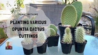 Tips on Potting a Cactus (Planting Various Opuntia Cuttings)