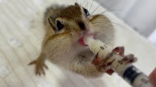 ほっぺパンパン⭐️シマリスベビーミルクを飲む Chipmunk Ron drinks milk