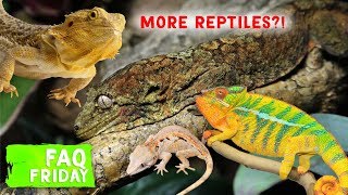 Will I Get More Reptiles!? | FAQ FRIDAYS