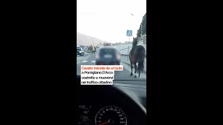 Cavallo trainato da un’auto a Pomigliano D’Arco: costretto a muoversi nel traffico cittadino