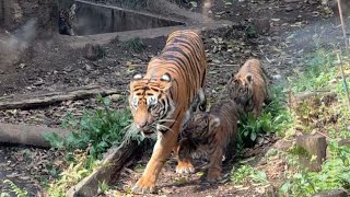 【子トラ】ママを追いかける三つ子がかわいい♪【‎2024年‎4月2日】【上野動物園】スマトラトラ