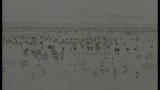 Lakhs of migratory birds visit Chilka Lake