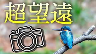 【野鳥撮影】ついに購入！超望遠レンズでカワセミ撮るぞ！