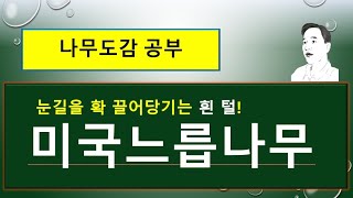 미국느릅나무 vs 느릅나무  : 무엇이 서로 다를까?