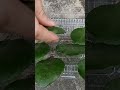 How to plant Kalanchoe by leaves