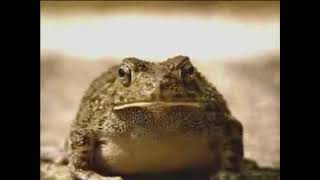 NHTSA - Frogs And Tires (2007, USA)