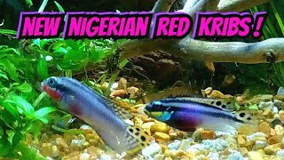 Nigerian Red Kribensis Pairing Off For Life ( Breeding Cichlid Pelvicachromis Taeniatus Nigeria Red)