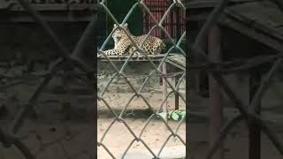 Jaipur Rajasthan zoo tiger | #shorts #animals #chidiyaghar #tiger