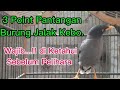 PANTANGAN !!! Wajib di Ketahui Sebelum Pelihara Jalak Kebo.