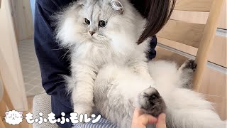 猫の足裏バリカンで家族に対する態度の違いが明らかに！？