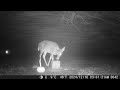 rainy night out in the yard with a pretty deer enjoying the food block trailcamera 20241212