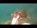 spearfishing leather jacket triggerfish and cuttlefish