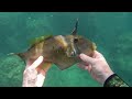 spearfishing leather jacket triggerfish and cuttlefish