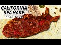 California Sea Hare Facts: a type of SEA BUNNY | Animal Fact Files