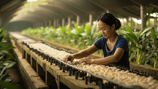 Inside a SilkWorm Farm || How Billions of Silkworms Produce Silk in China || Video Credit: NOAL FARM