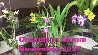 Orchids in bloom in November.Dendrobium,psychopsis,miltonia,brassocattleya.Queens of the month.