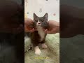 颱風天就是要擼貓❗️ cat catlover 合法貓舍 cute 小貓 kitten pets 英短 颱風 台灣 寵物 貓咪日常 貓奴 貓星人 鏟屎官