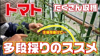 トマト多段採りのススメ【アイコ】【フルティカ】【千果】【CF千果】【トマト】【ミニトマト】【接ぎ木】【夏野菜】【栽培】【育て方】【高知】