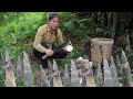 Bamboo shoot harvesting - Processing to make chili bamboo shoots | Daily life of a country girl