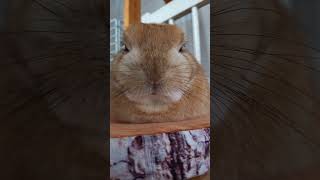 【うさぎカフェ】夕方が一番眠そうです　#Shorts #うさぎカフェ #うさぎ #bunny