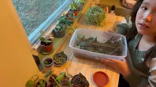 How to care/propagate a string of turtle/pepperomia postrata