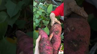 Bất ngờ với củ khoai lang trên sân thưởng #eating #an #cooking #monngon #shorts #khoailang #short