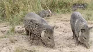 Pecaríes en el Iberá, Un Proyecto de Reintroducción