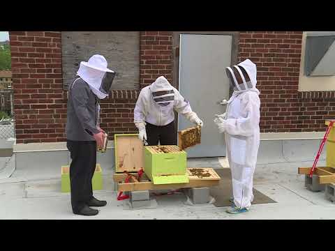 FOX 2 9AM CHASE PARK PLAZA BEES FOX 2 9AM CHASE PARK PLAZA BEES