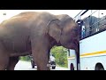 a ferocious elephant attacks the bus and the passengers panic