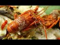 Liwet Lobster, Nikmatnya Bikin Ngiler | RAGAM INDONESIA (28/12/21)