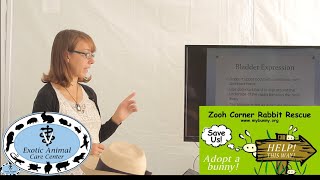 Elderly & Disabled Rabbits - Bladder Expression