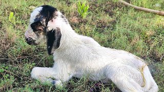 காட்டுக்குள்ள ஒரு குட்டியா😱A babygoat in the wild😲(Part -2)