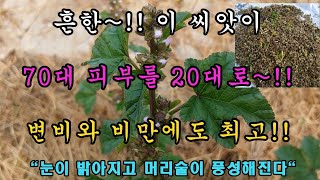 60 70대의 피부를 20대로 만드는 이~씨앗!! 장복하면 몸이 가벼워지고 뼈가 무쇠처럼!!탈모에도 최고!!