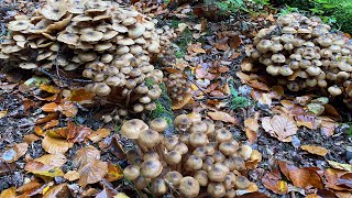 เยอะมากอ้อมขอน # เห็ดขอนสนนำ้ผึ้ง # เห็ดนางรมยังมี # Picking honey oyster mushrooms.23/10/22.