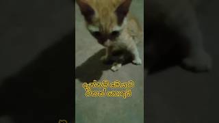 මෙයා දැන් ටිකක් ඇවිදිනවා | cute cats 🐈| gafil |#cutecats #shortvideo @Nishanvloogs