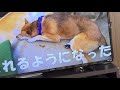 母が作った犬服が真っ赤で一瞬たじろぐジロ【ミニピン】