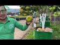 3 variedades en 1 solo árbol naranja mandarina y toronja