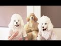 live twin dogs live after filming